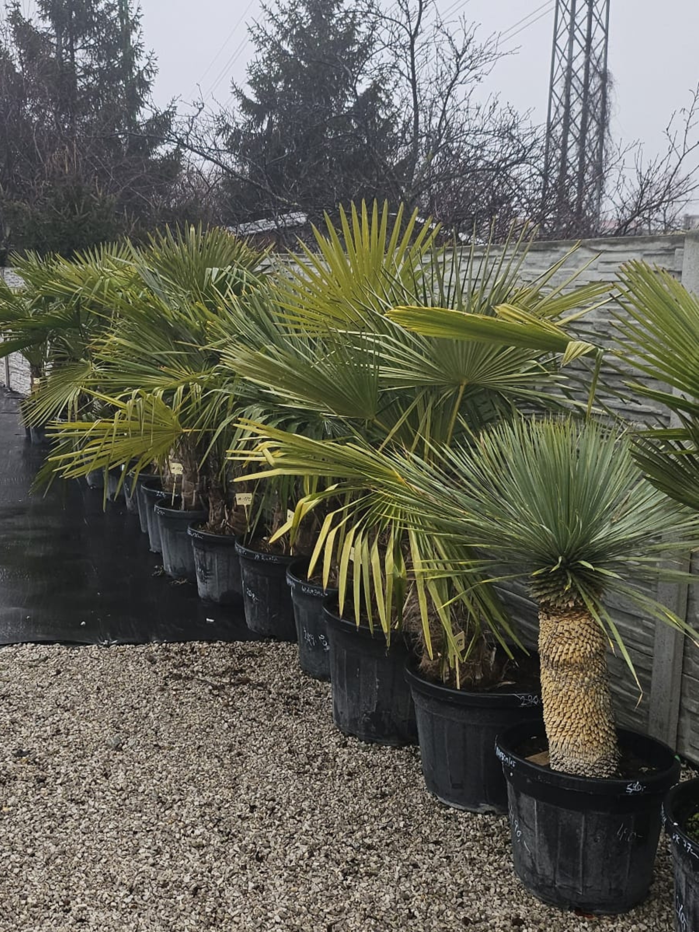 Presťahovali sme eshop na  Yakuza (3000 x 4000 px) (3000 x 4000 px) (3000 x 4000 px) (1)